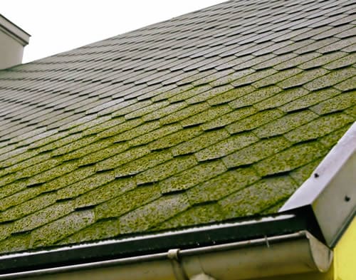 Moss removal services before and after